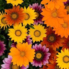 Maybe you would like to learn more about one of these? Buy New Day Mixture Gazania F1 Hybrid Panamerican Seeds Online Farmers Stop