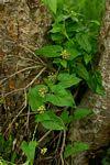 Image result for Pentarrhinum abyssinicum