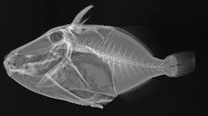 Images Stunning Fish X Rays Sea Fish Fish X Ray