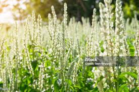 Image result for Justicia betonica