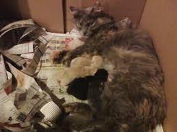 Soft cat crate for use as a birthing box. How Often To Clean The Birthing Box After Cat Has Kittens Ask The Cat Doctor
