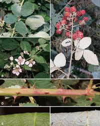 Image result for Rubus adolfi-friederici