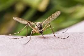 More images for how long do male mosquitoes live » Mosquito Season When Is It In Your State Terminix