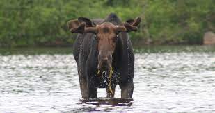 Check spelling or type a new query. Moose Tours Near Bar Harbor Bar Harbor Moose Watching Tours Moose Safaris Near Bar Harbor