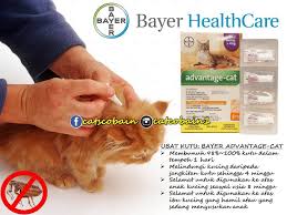 Otomatis kalau ini dibiarkan, kulitnya akan lecet atau. Cat Cobain Ubat Kutu Bayer Advantage Cat Membunuh Facebook