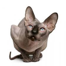 Because sphynx cats are considered to be hairless, they should be kept indoors to protect them from cold temps and sunburns. Breed Info Veterinarians Albertville Minnesota Pet Nation Veterinary Care Center