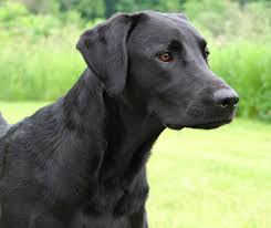 In The Case Of Domestic Animals There Is An Epidemic Of Unwanted Pets That Have All Black Lab Mix Puppies Black Labrador Retriever Labrador Retriever Puppies