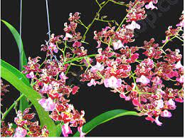 Oncidium Jairak Fragrance Pra Lak Oncidium Orchids Oncidium Orchids Oncidium Orchids