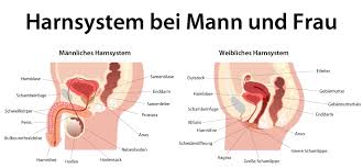 Was Sind Ursachen Fur Blut Im Urin Bei Einer Frau