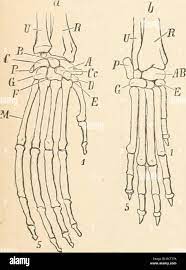 Elementary text-book of zoology. Zoology. THE FOOT. 281 This gradual  reduction of the digits is accompanied by a simplifica- tion and alteration  of the carpal and tarsal, metacarpa] and i aria