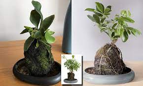 Australian Shoppers Baffled After Aldi Starts Selling Pot Plant Growing Out Of A Rock Daily Mail Online