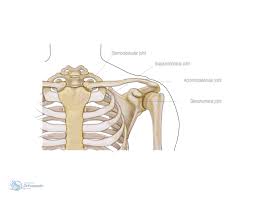 This diagram depicts shoulder skeletal anatomy with parts and labels. Bones Joints Of The Shoulder Orthopaedic Hywel Williams