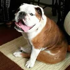 One of a kind bulldog rescue find a trainer near by you one of a kind bulldog rescues. Kansas City English Bulldog Rescue Kcebr