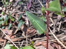 Image result for Persicaria strigosa