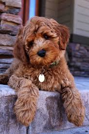 Due to high demand and concern for the health of all of our puppies, we do not allow visitors to come see our puppies unless you have. Labradoodle Puppy Adoption Labradoodle Puppy Puppy Adoption Goldendoodle Puppy