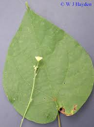 Image result for Wissadula