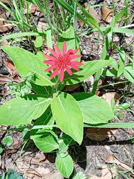 Image result for Ochna katangensis