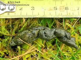 Image result for marten poop