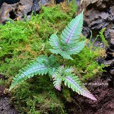 Image result for Pteris