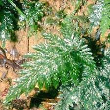 Image result for Abrodictyum