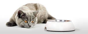 My Cat Stopped Eating Raw What Do I Do