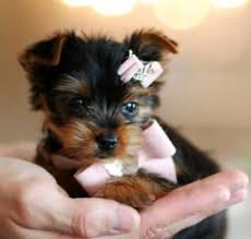 Image result for very cute puppy