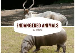 Top 10 Most Endangered Animals In Africa Where To Find Them Endangered Animals In Africa Most Endangered Animals Endangered Animals