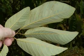 Image result for Monanthotaxis buchananii