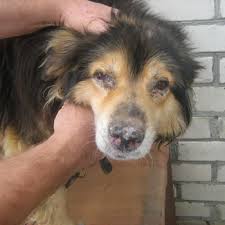 priznaki i simptomy chumki u sobak kak peredaetsya infekciya i chto delat esli sobaka zabolela