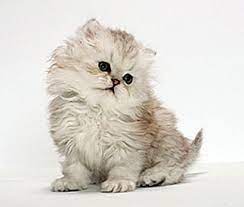 Kucing persia peaknose sekarang banyak di jumpai di berbagai daerah indonesia, karena sekarang sudah banyak orang yang menernakan kucing persia dengan jenis peaknose. Nama Paling Popular Untuk Kucing Parsi 2021