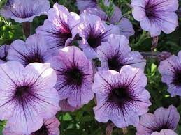 Petunia Your Presence Soothes Me Colorful Flowers Flower Garden Petunias
