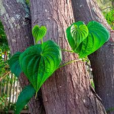 Image result for Dioscorea cochleari-apiculata