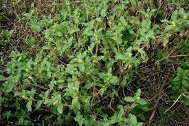 Image result for Acanthospermum