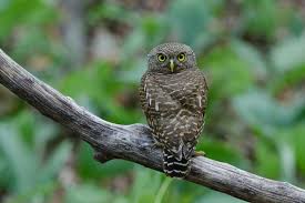 Gambar pola miniatur truk aneka gambar kualitas hd. Serba Serbi Hewan Bagaimana Burung Hantu Memutar Kepala 270 Derajat Halaman All Kompas Com