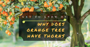 Sure enough, this is an older variety which, according to ubcbonatincagarden.com, is a good rootstock for 'dwarfing' other species. Get To Know On Why Does Orange Tree Have Thorns Sumo Gardener