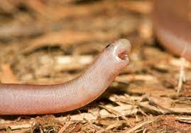 Tired Blind Snake Cape Leveque Wa Cute Snake Snake Baby Snakes
