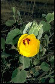 Image result for Hibiscus panduriformis
