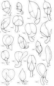 Image result for Commelina albescens