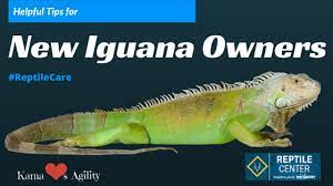 Helpful Tips For New Iguana Owners Reptilecare Kama Loves Agility Iguana Pet Iguana Iguana Care