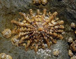 Image result for Patella aspera