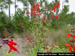 Maybe you would like to learn more about one of these? Red Florida Wildflowers Page 1 Of 2