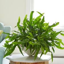 For them, as for most herbaceous plants, raw, impoverished, uncultured types of soil are not suitable. Fern Houseplant Costa Farms