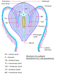 Superficially, ctenophores resemble jellyfish, which belong to the phylum cnidaria. Ctenophores