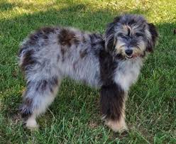 The aussiedoodle also called the aussie poo. Aussiedoodle Australian Shepherd Poodle Mix Info Puppies Pictures