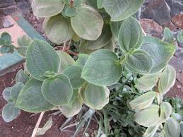 Image result for Dissotis johnstoniana