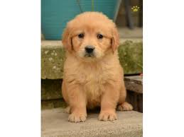 Golden retriever puppies in winnsboro, golden retriever puppy. Registered Golden Retriever Puppies Animals El Paso Texas Announcement 78772