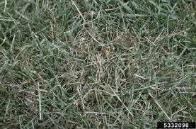 Controlling Pink Fungus In Lawns Pink Patch And Red Thread In Grass Grass Patch Lush Lawn Lawn Care