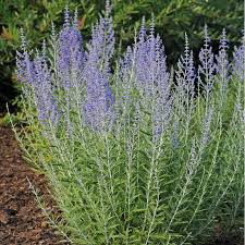 Image result for Perovskia atriplicifolia lacey blue photo