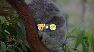 The right beans, the perfect crema photography: Lotte S Koala S March Saving Australian Koalas Beagley Copperman