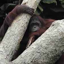 Chiang mai night safari are other activities. Melaka Zoo Night Safari Tickets Price 2021 Online Discounts Promo